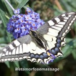 vlinder website